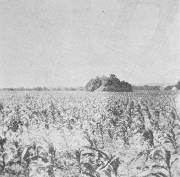 Mound on farm of W. J. Eichorn near Spring Bay, Woodford County, Illinois