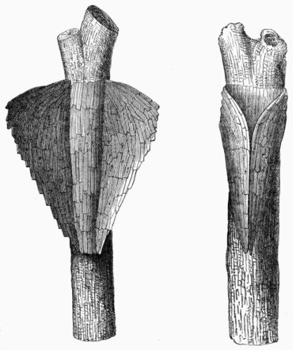 Figs. 122, 123.—Cocoon of Pyralis corticalis (magnified, proper size 2/3 inch).