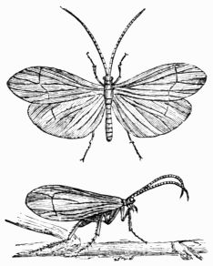 Fig. 420.—Phryganea pilosa.