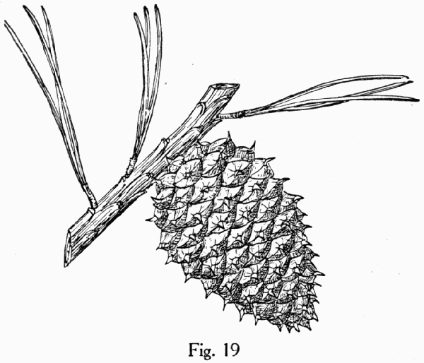 Fig. 19