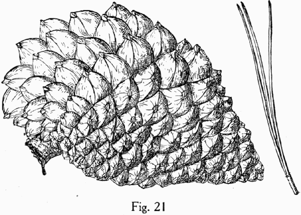 Fig. 21