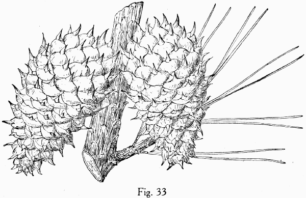 Fig. 33