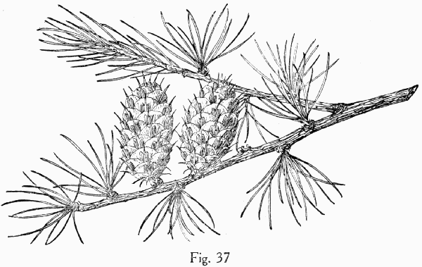 Fig. 37