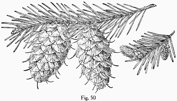 Fig. 50