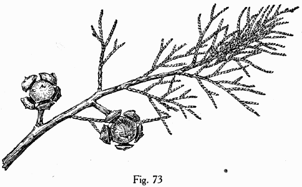 Fig. 73