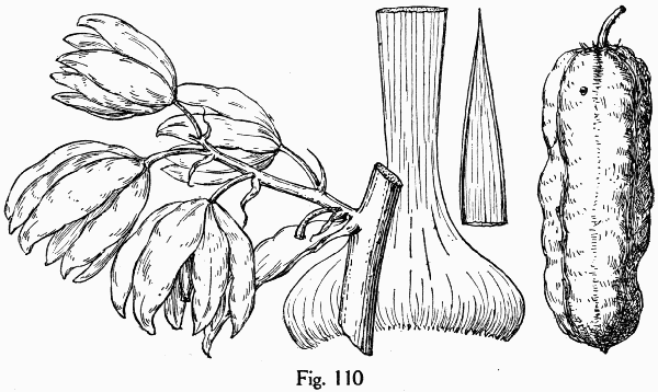 Fig. 110