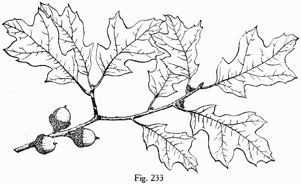 Fig. 233