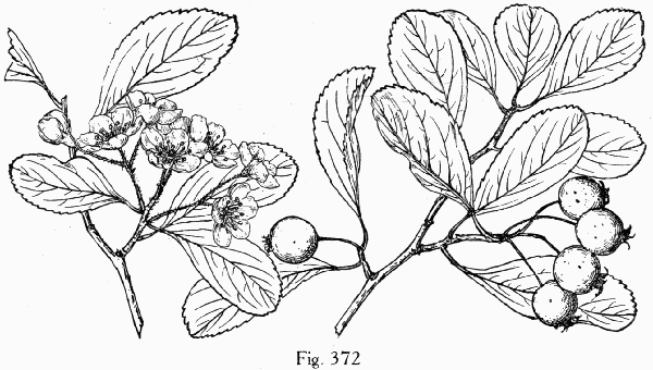 Fig. 372