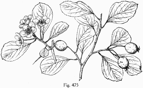 Fig. 475