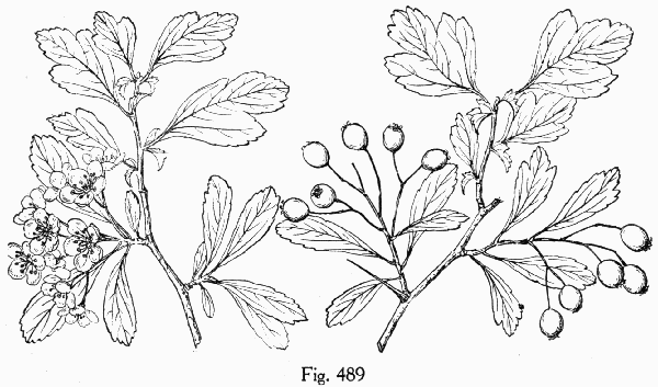 Fig. 489