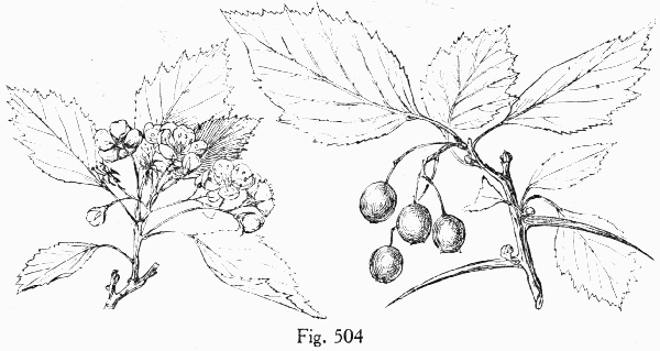 Fig. 504