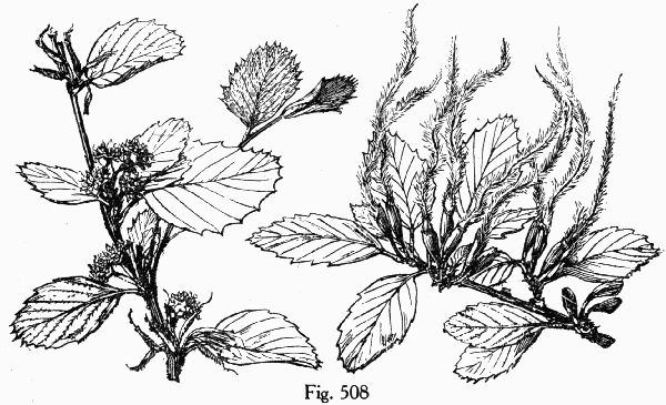 Fig. 508