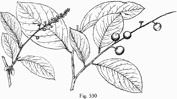 Fig. 530