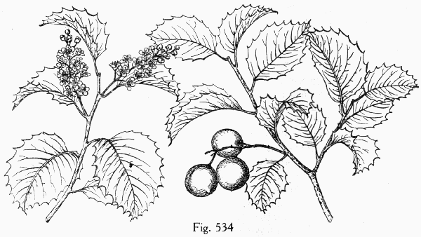 Fig. 534