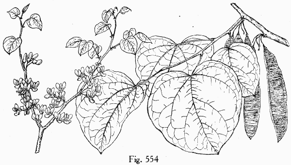 Fig. 554