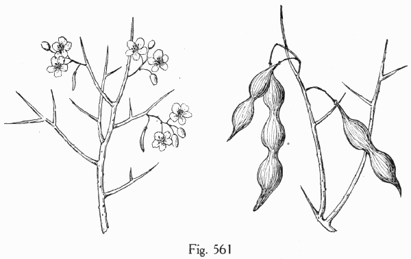 Fig. 561