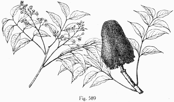 Fig. 589