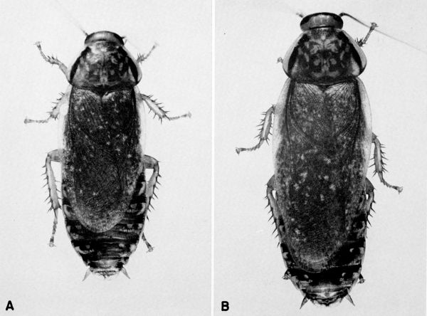 Nauphoeta cinerea.