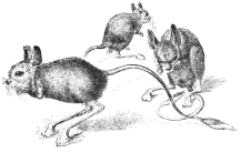 JERBOA RATS.