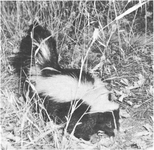 Skunk.