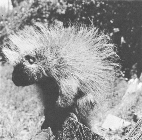 Porcupine.