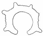 Fig. 47. Horseshoe-shaped flint     object found near San Antonio.