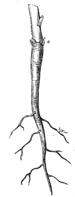 Fig. 11.—Tap root of the Branching Larkspur.