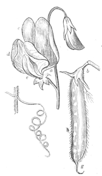 Fig. 13.—Flower, pod, and tendril, of the Sweet-pea.