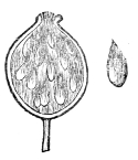Fig. 22.—Ripe fruit and detached seed of a Rose.