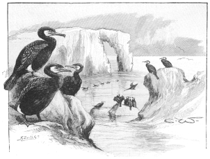 A COLONY OF CORMORANTS