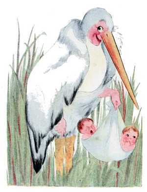 Stork