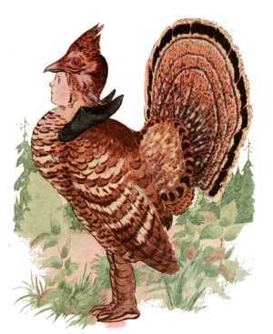 Partridge