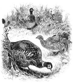 PHEASANTS.