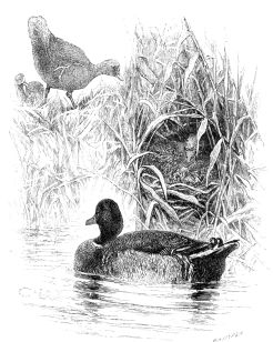 WILD DUCK AND MOORHEN.