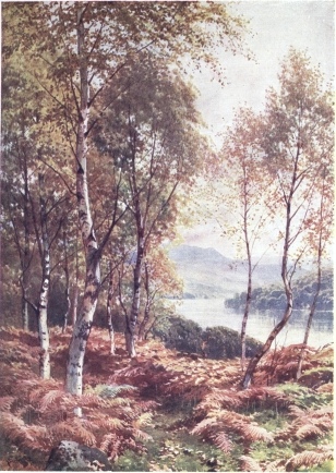 BIRCHES BY LOCH ACHRAY, PERTHSHIRE