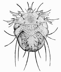 Illustration: Sarcoptes scabiei, female