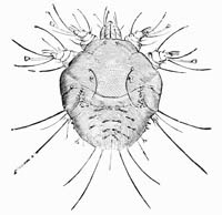 Illustration: Sarcoptes scabiei, male; dorsal surface