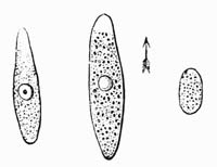 Illustration: Gregarinæ of Nemertes Gesseriensis