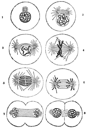 DIAGRAM ILLUSTRATING DIVISION CHANGES IN A CELL NUCLEUS WITH FOUR CHROMOSOMES  (From Martin’s “Human Body”)