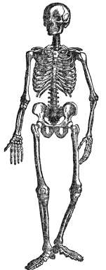 THE BONY AND CARTILAGINOUS SKELETON  (From Martin’s “Human Body”)