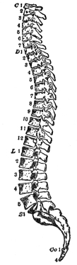 SIDE VIEW OF THE SPINAL COLUMN  C 1-7, cervical; D 1-12, dorsal; L 1-5, lumbar; S 1, sacrum; Co 1-4, coccygeal. (From Martin’s “Human Body”)