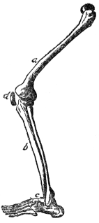 BONES OF THE LEG  a, thigh; b, shin; c, foot; d, knee cap (From Martin’s “Human Body”)