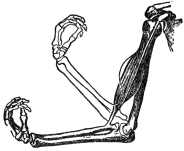 THE BICEPS MUSCLE AND THE ARM BONES  (From Martin’s “Human Body”)