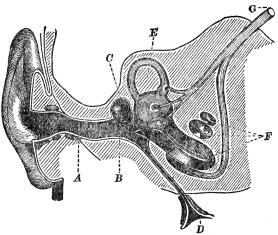 DIAGRAM OF THE EAR  A, auditory canal, leading to the eardrum B; C, cavity of the middle ear, communicating by the Eustachian tube with the throat D and containing the ear bones; E, semicircular canals; F, true hearing organ; G, auditory nerve. (“The Human Mechanism,” by Hough and Sedgwick.)