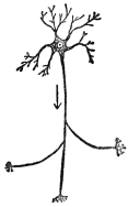 CONNECTING NERVE CELL  (From Martin’s “Human Body”)