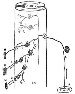 DIAGRAM OF NERVE CELL CONNECTIONS  S C, spinal cord; S, sense organ; M, muscle; a, sensory nerve cell; b, connecting nerve cell; c, motor nerve cell