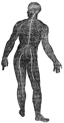 DIAGRAM ILLUSTRATING THE GENERAL ARRANGEMENT OF THE NERVOUS SYSTEM  (From Martin’s “Human Body”)