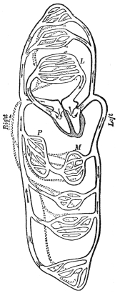 THE HEART AND BLOOD VESSELS DIAGRAMMATICALLY REPRESENTED  L, lung; M, intestine; P, liver; dotted lines lymphatics. (Martin’s “Human Body”)