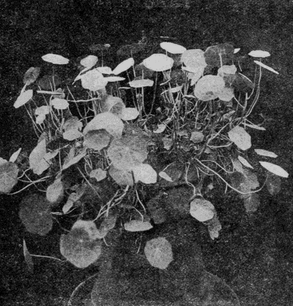 THE NASTURTIUMS BEGAN TO HIDE THE LITTLE POT