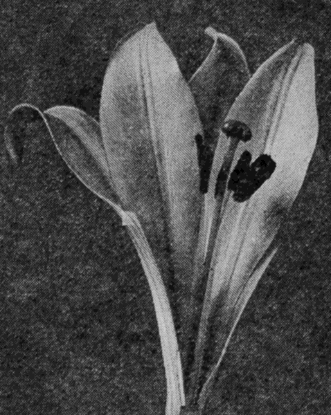 close up view of a lily